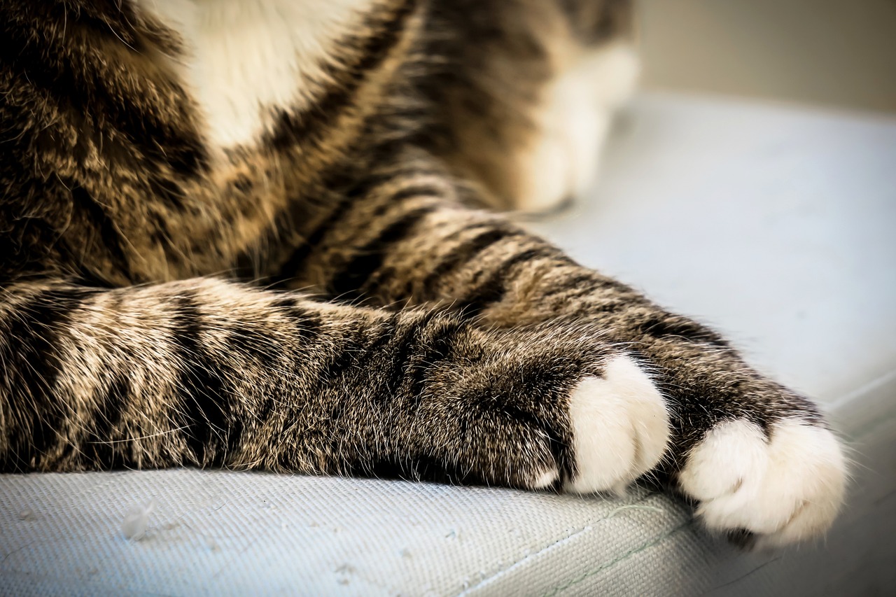 The Best Ways to Keep Your Pet’s Paws Clean